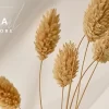 Askka Candle Shop 1.0 GPL Theme